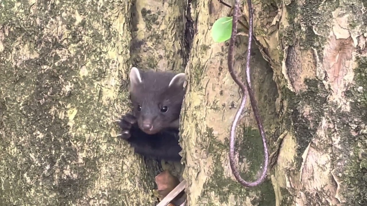Pine Martens in an abandoned farmhouse Achill Island, Ireland