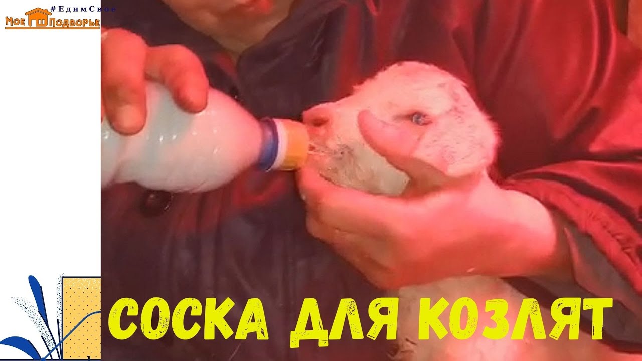 Особенности кормления козлят в первые дни. Веста окотилась. 