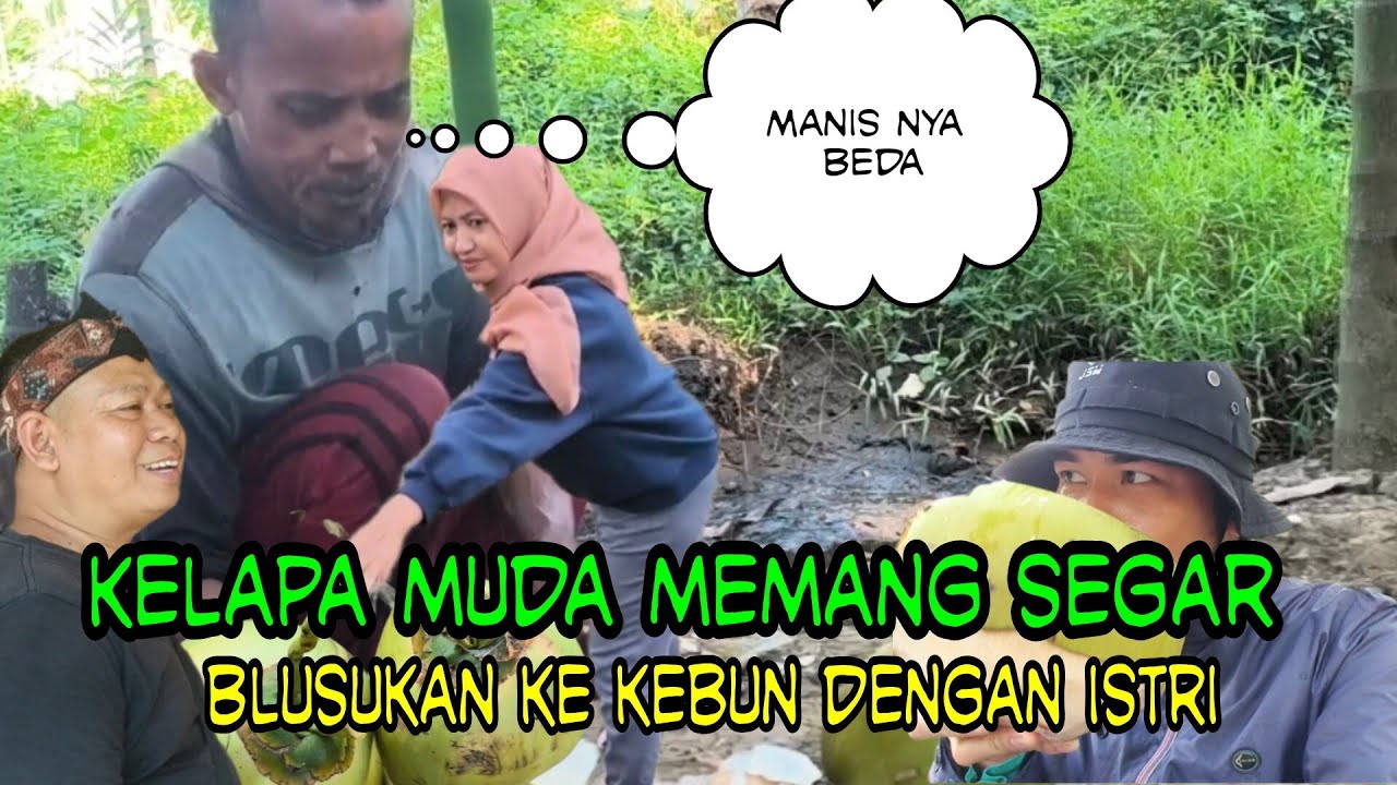 DI PERKAMPUNGAN SUNGAI ITIK PANEN KELAPA MUDA, NANGKA DAN JAMUR BATANG KELAPA. KEBUN NYA BERSIH