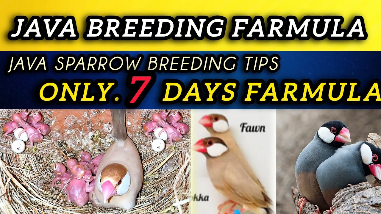 Java Sparrow Breeding Formula | Java Birds Breeding Tips | Fast Breeding Formula for Java Sparrow
