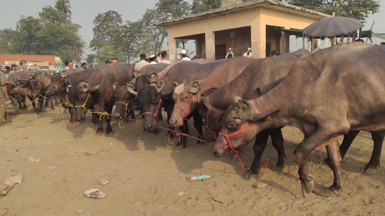 Meerut Lawar Np Pashu Mandi 🐃🐃|| ||murra buffelo || buffalo ||  animals || #pashumandi #myfirstvlog