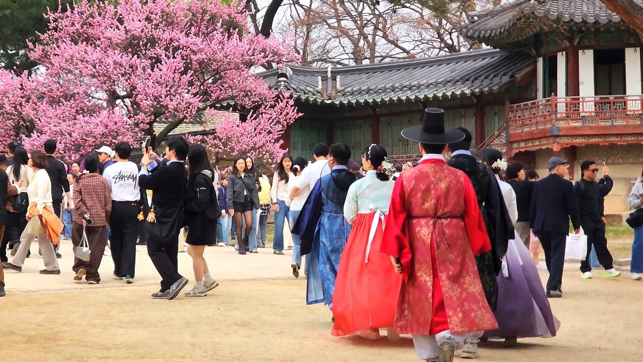 창덕궁 홍매 활짝/휴일 입장 객 최대 인파 몰려The red plum blossoms at Changdeokgung in full bloom
