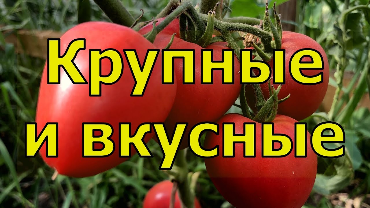 ЛУЧШИЕ ТОМАТЫ ПО ИТОГАМ 2023 ГОДА. ПЕРВАЯ ЧАСТЬ