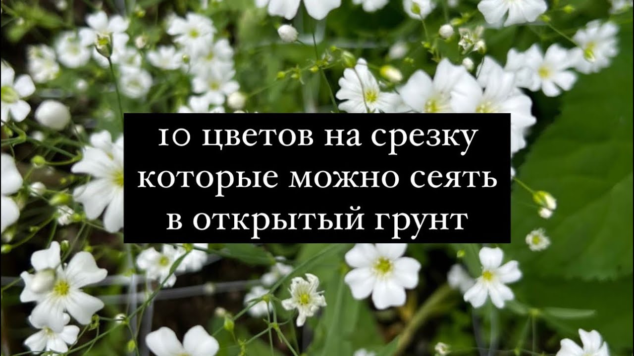 10 цветов на срезку которые можно сеять сразу в открытый грунт