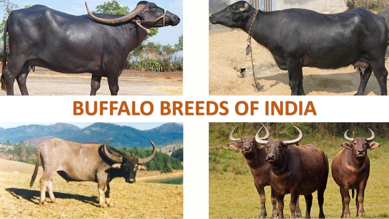 Buffalo Breeds of India 🐃 🇮🇳 | Livestock | Indian Animals
