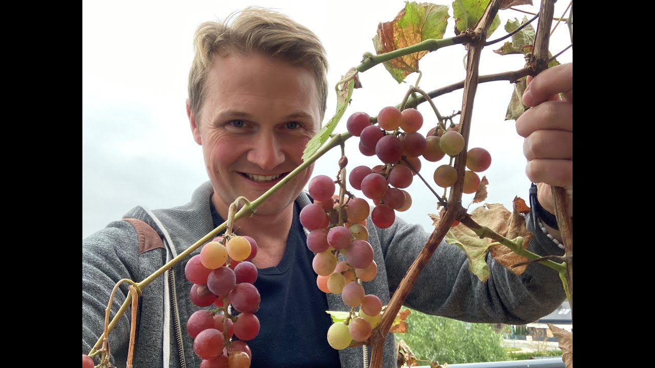 Making WINE from my garden grapes - homemade wine - DIY winemaking