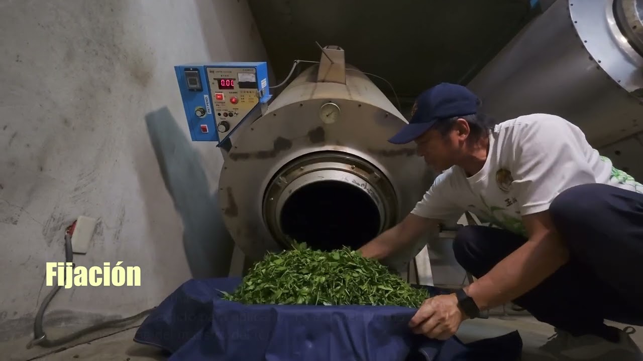 El proceso de la elaboración del té y el viaje del té Completo 8 min