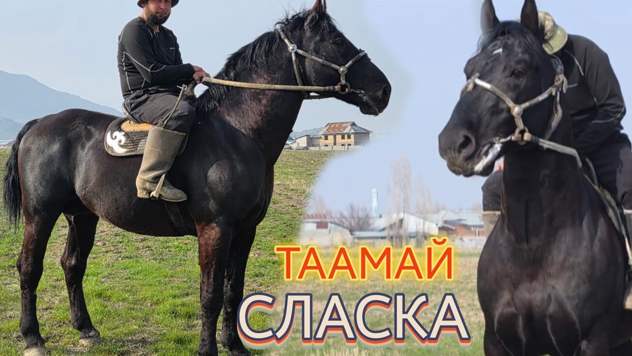 Таамай СЛАСКАГА ВАРИАНТТАР БАР