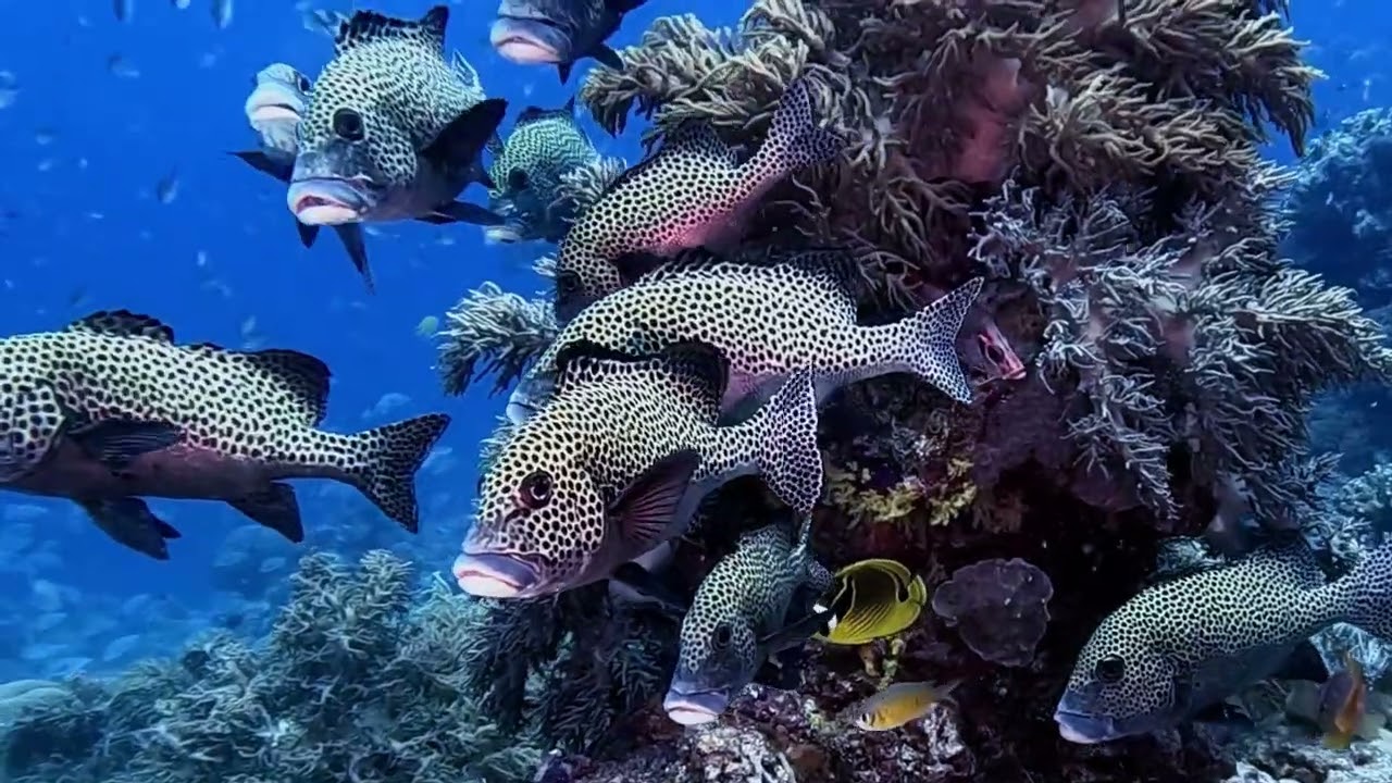Tubbataha Reef