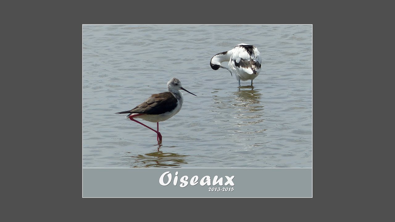 Oiseaux 2013-2015