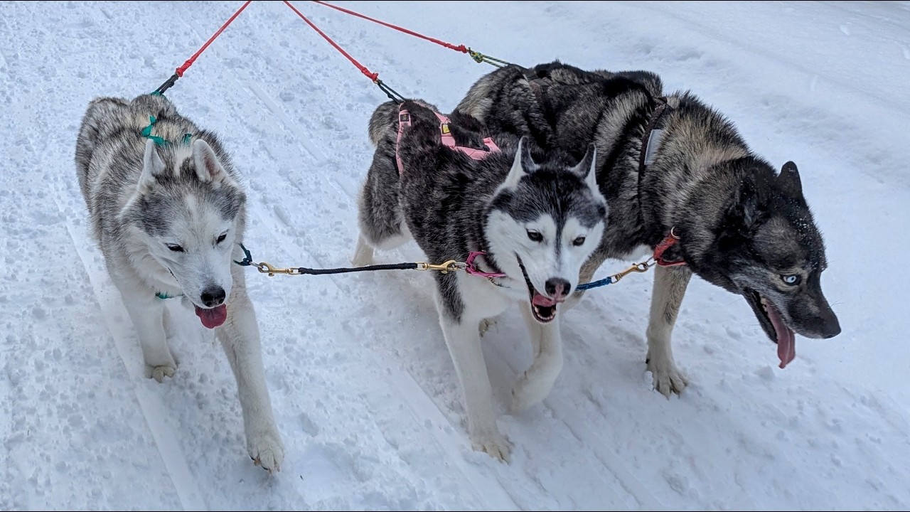 Can my Old Husky STILL Go Dog Sledding?