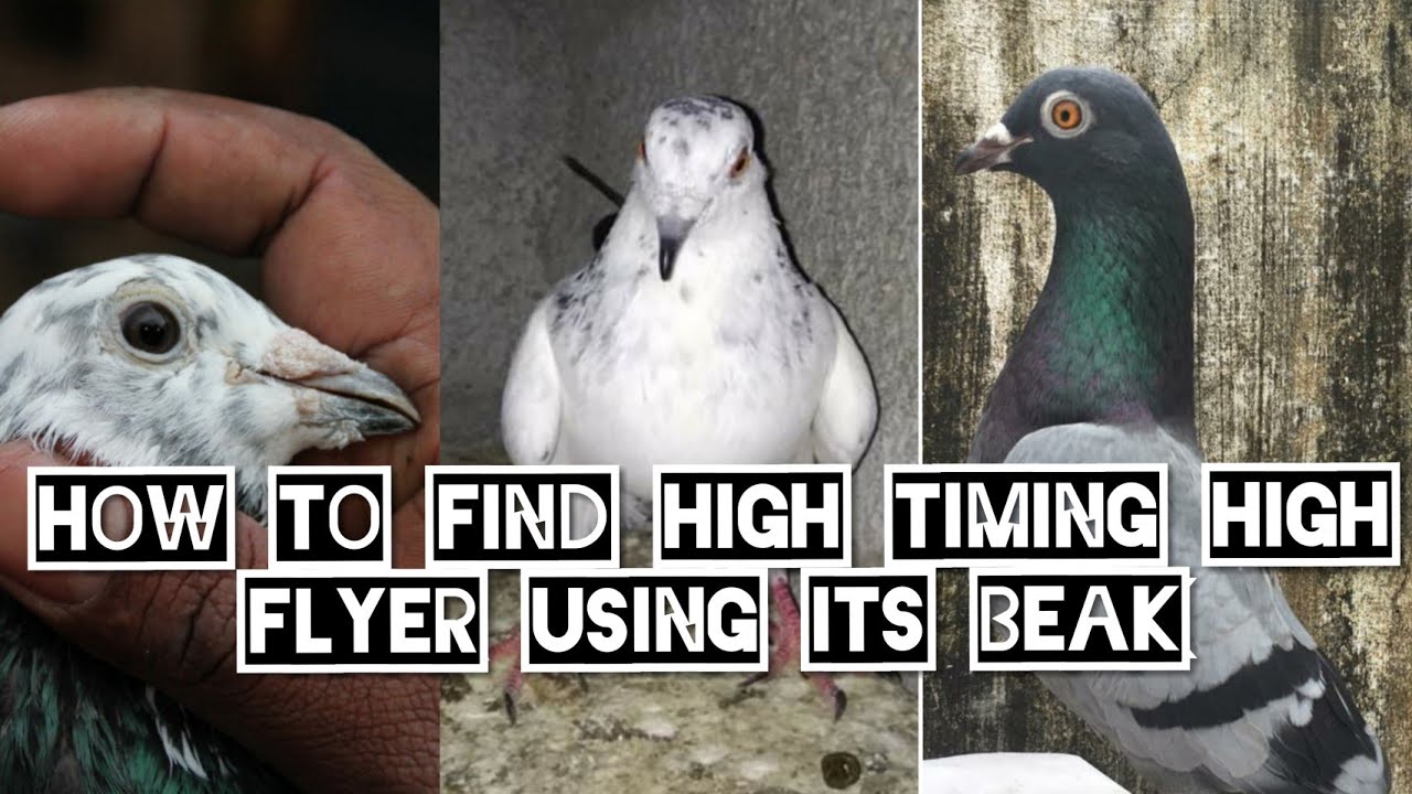 How to find high timing parava or high flyer pigeon using its beak