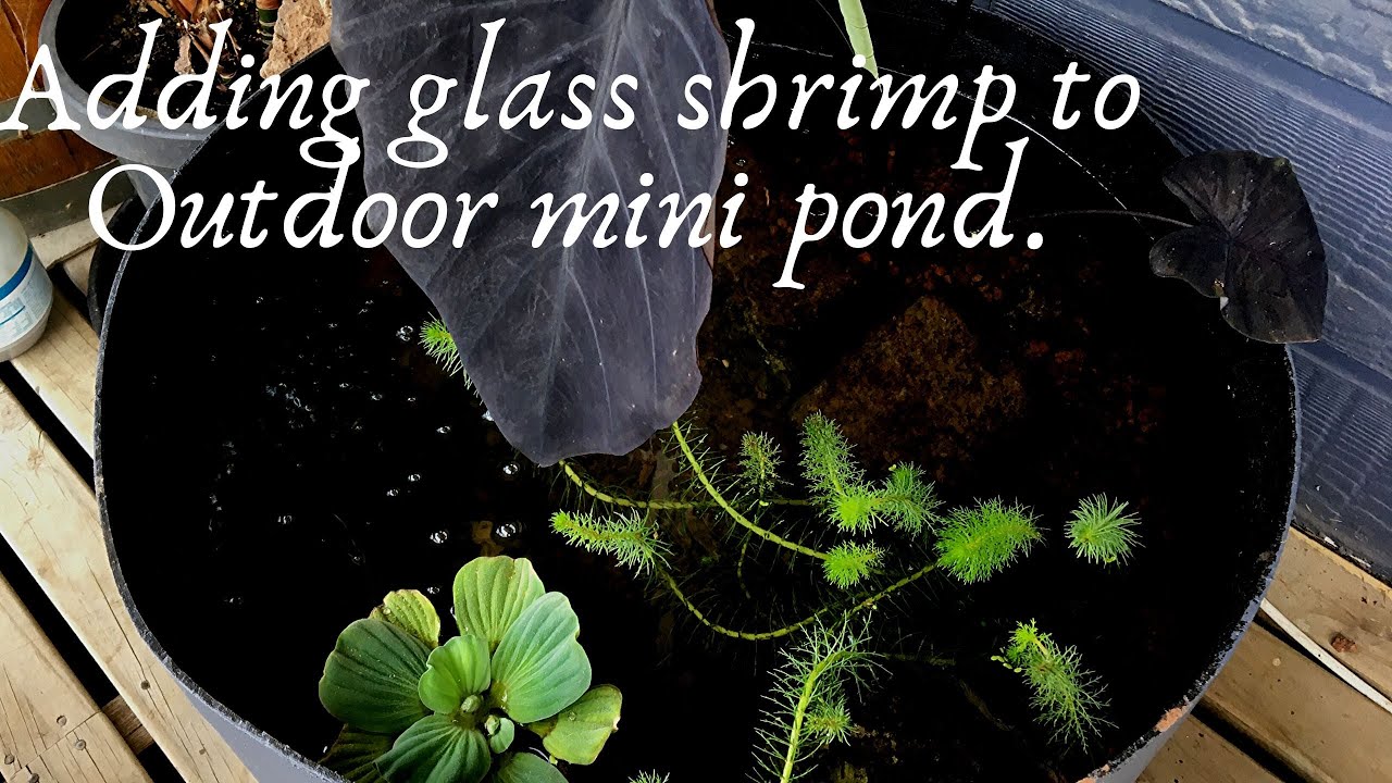Adding Australian glass shrimp (paratya australiensis) to outdoor mini pond/ water garden