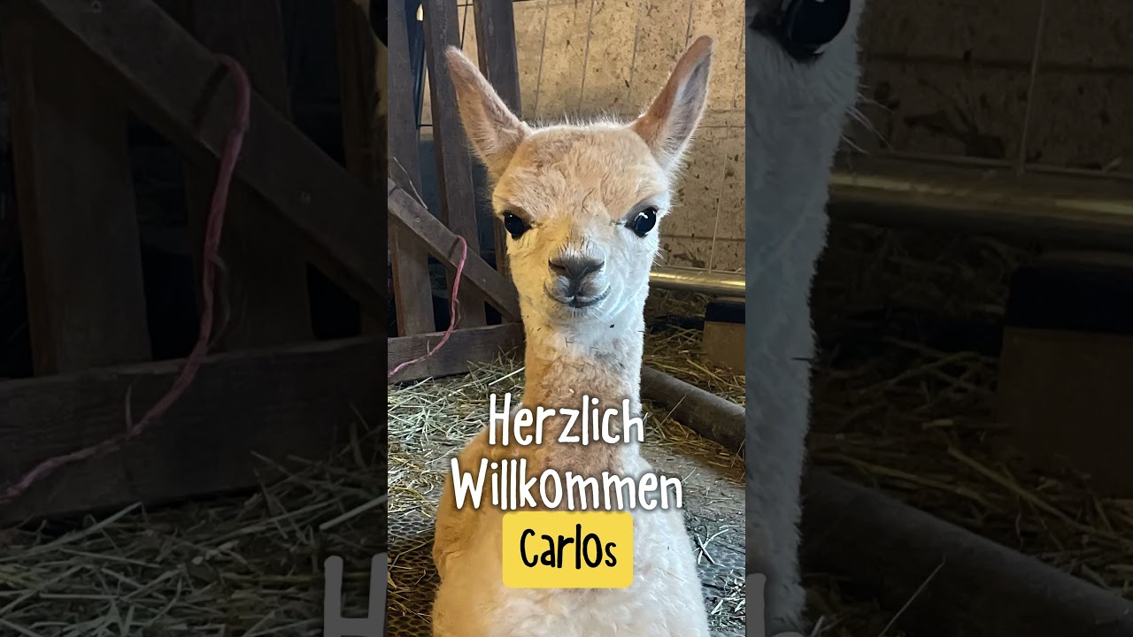 Willkommen, Carlos! 