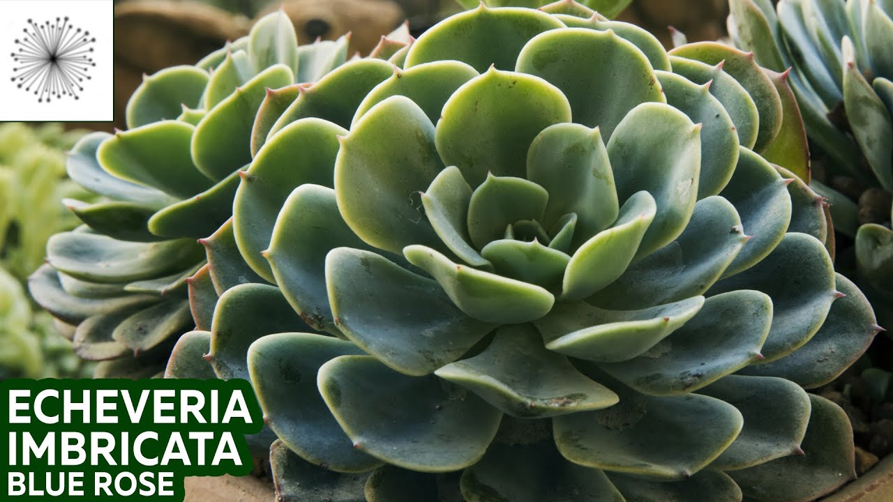 Todo sobre la Echeveria imbricata