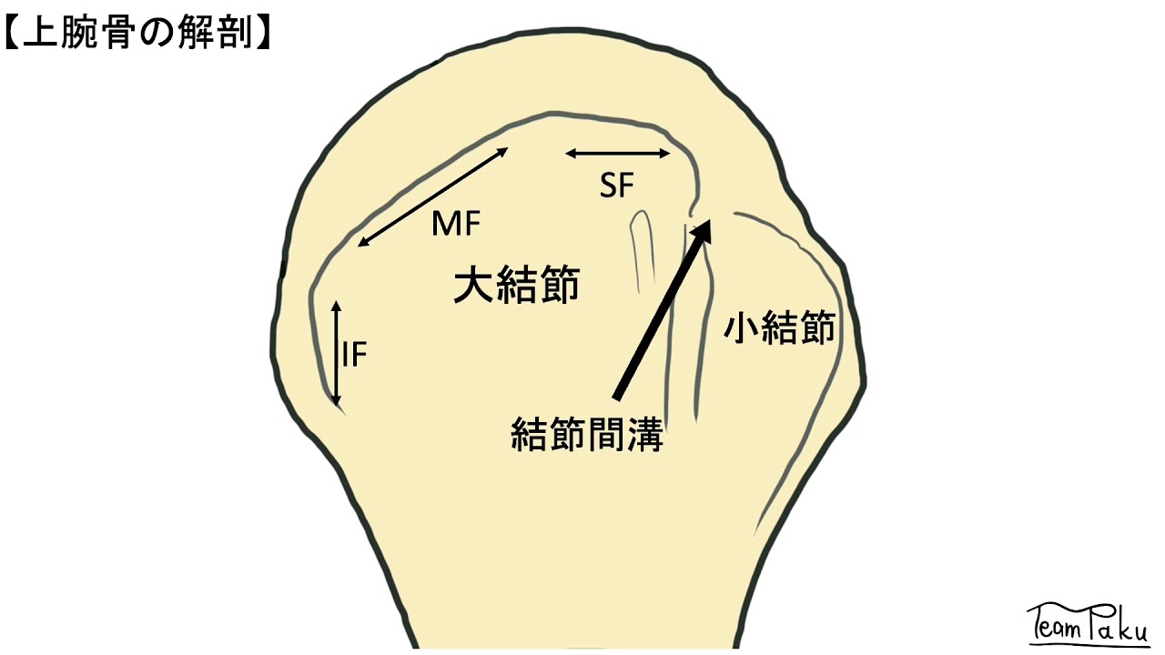 チームぱくチャンネル　【エコー攻略ガイド】　基礎から応用まで全て分かる！　              肩関節篇  其の2 (腱板の同定)