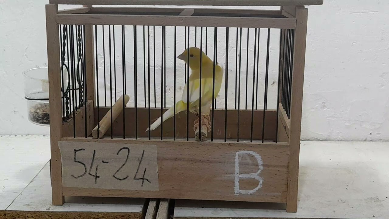 Malinua güzel ötüm kendini dogada hissedersin