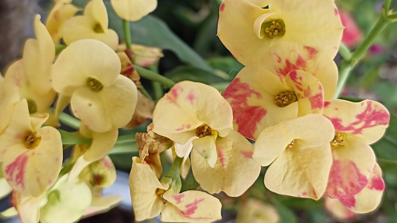 Yeni dikenler tacları(Tayland millileri)geldi muhteşemler.satıştalar ka&ccedil;ırmayın ‼️