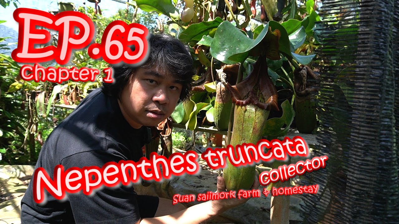 EP.65 chapter1 God of Nepenthes truncata Thailand (Suan saii mork farm & homestay) เทพหม้อยักษ์