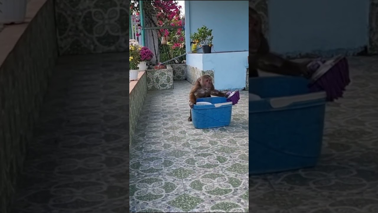 Super monkey helps mum clean the house  #short #shortfamilyabu #monkey
