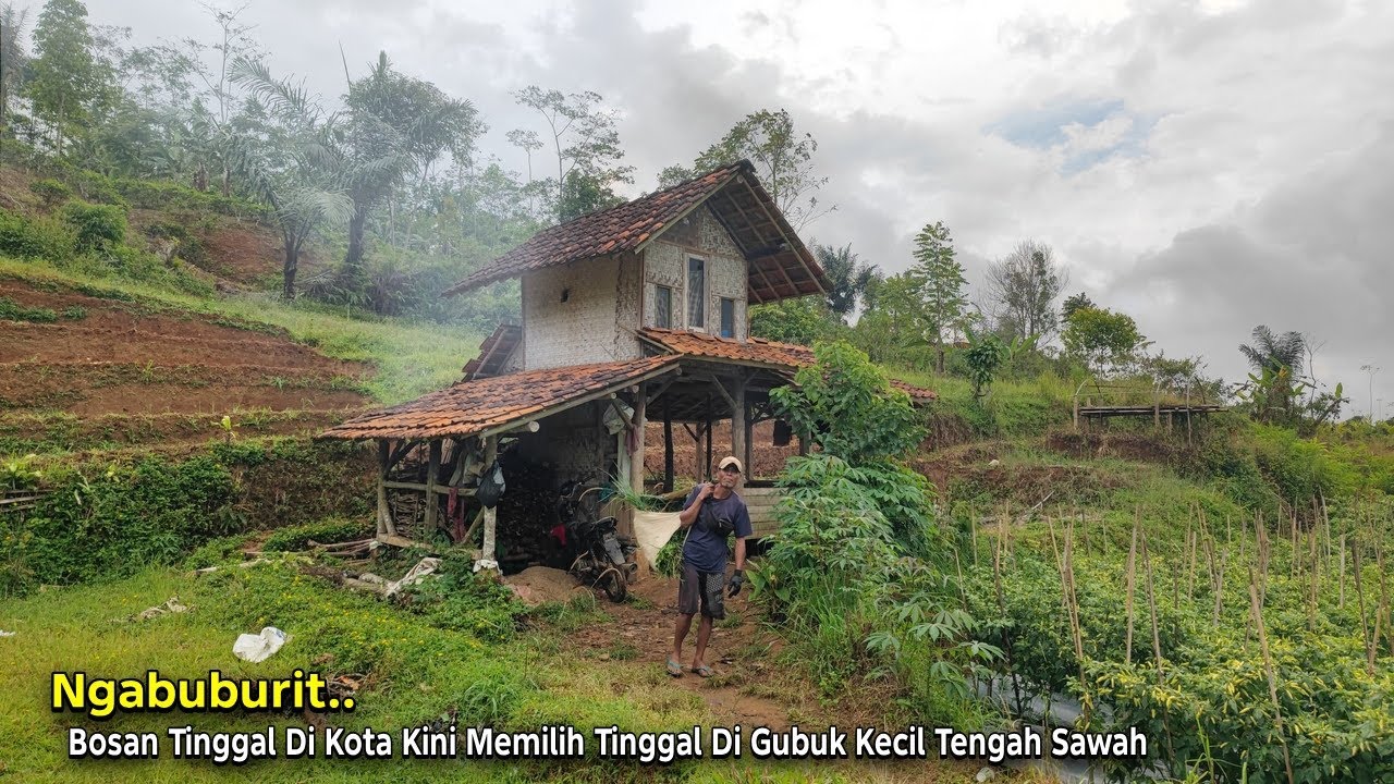 Kehidupan Ku.. Bosan Tinggal di Kota Kini Memilih Tinggal di Pondok Sawah Pinggir Hutan