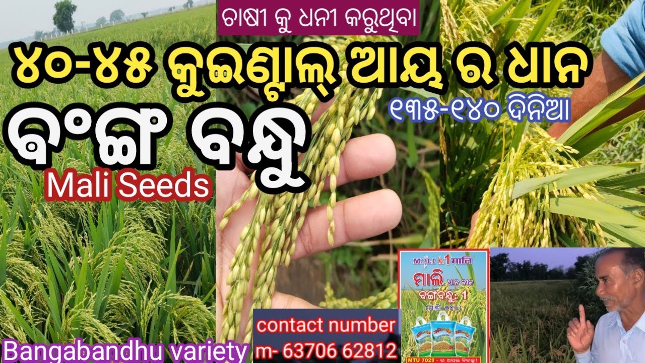 ଚାଷୀ କୁ ଧନୀ କରୁଥିବା ଧାନ//ଵଂଙ୍ଗ ବନ୍ଧୁ ମାଲି ସିଡ୍ // ୩୫-୪୦ କୁଇଣ୍ଟାଲ୍ ଆୟ ଧାନ// Bangabandhu variety Mali