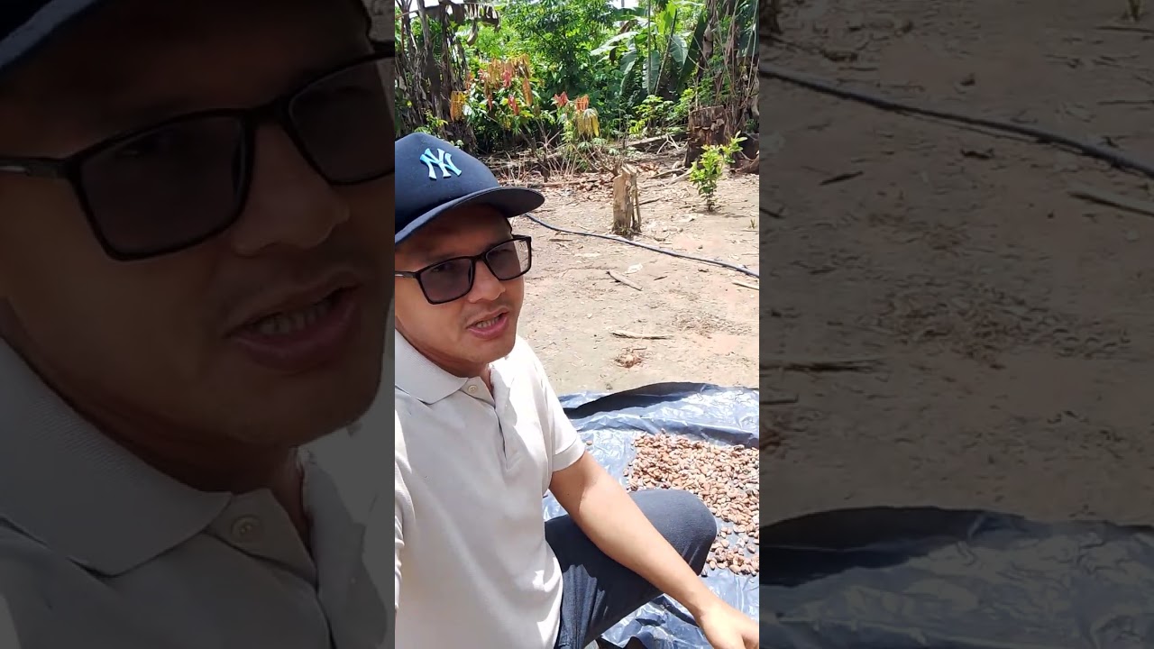 Por aqui na terra do ouro preto, terra de cacau, na assurini no Pará 