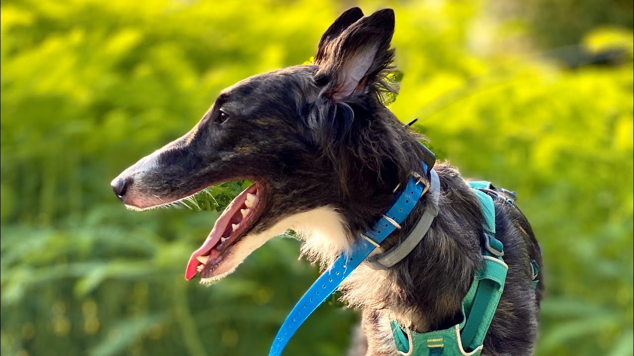 Lazuli // 1 Year Silken Windhound