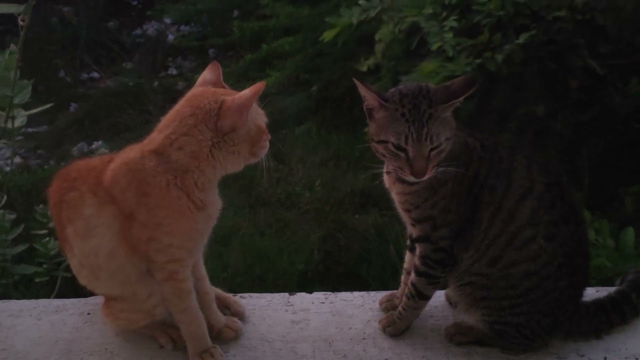 Cat on the wall with meow sound continuously... why?