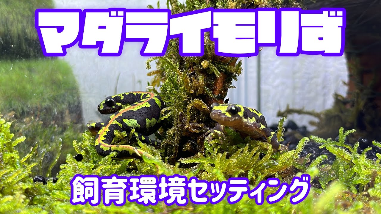 マダライモリたちのおうちづくり！