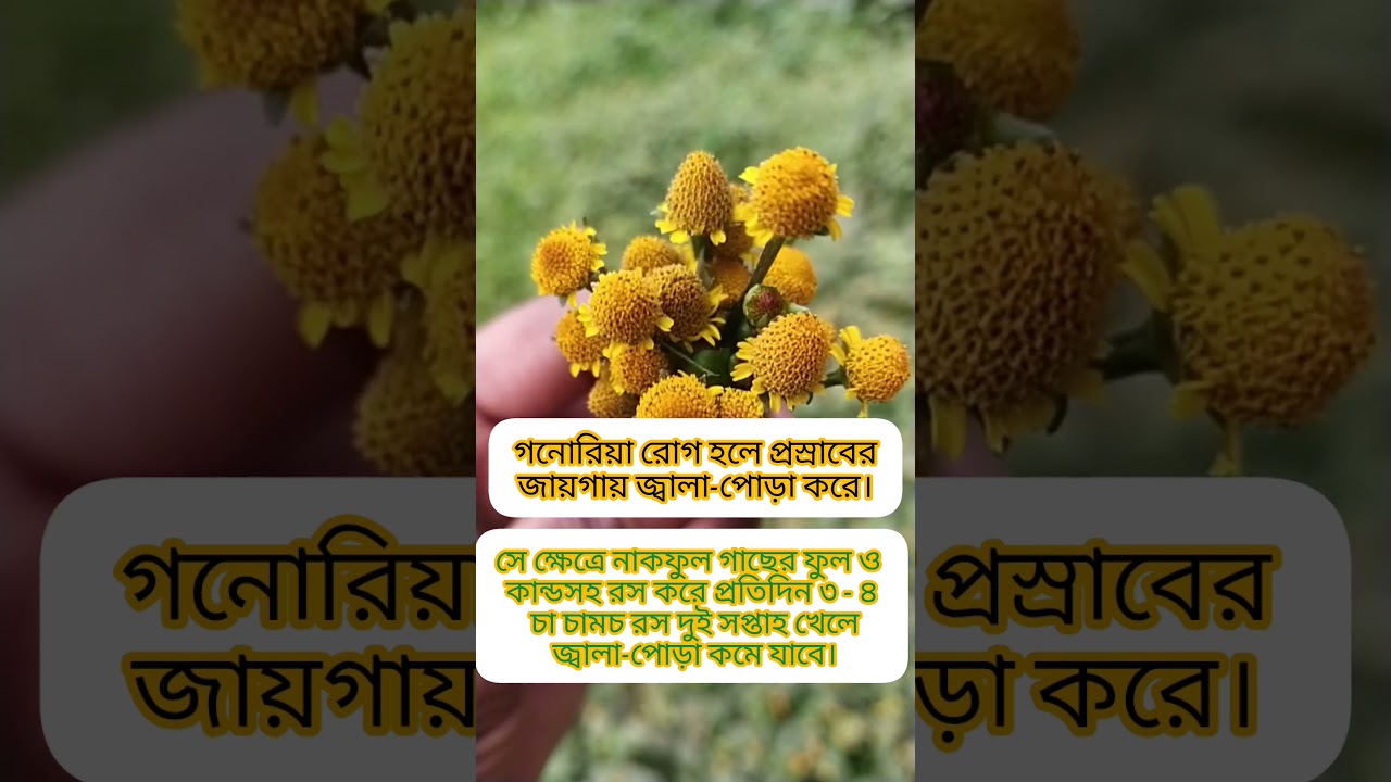 বনগাদার উপকারিতা #উদ্ভিদ_ও_অন্যান্য #nature #gardening #plants # #agriculture #বনগাদা #bongada