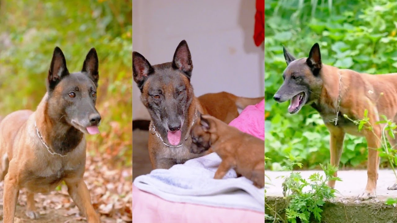 🐶狗狗和崽崽的羈絆，父愛和母愛總是最偉大、最無私的♥️✨【萬物皆有靈】