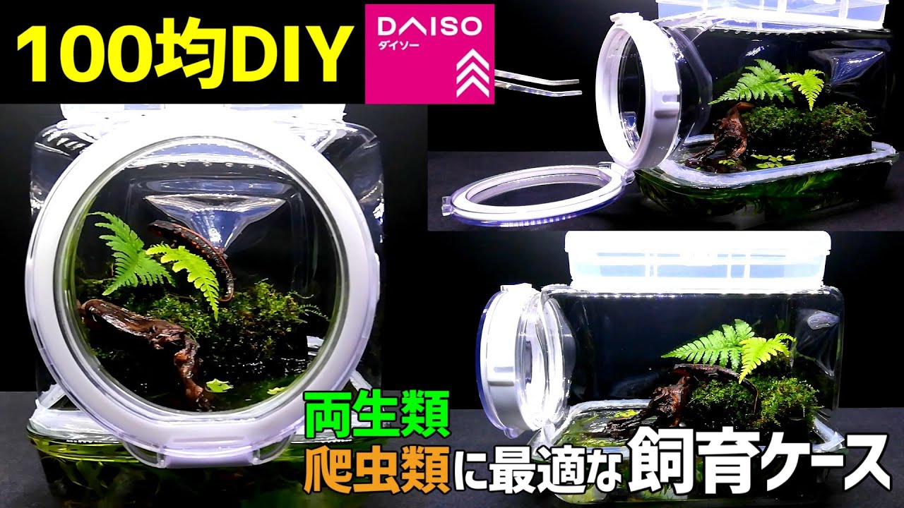 【100均DIY】透明度が高くてメンテナンスしやすい飼育ケースの作り方/イモリ・カエル・カニ・トカゲ飼育に使える！【両生類・爬虫類の飼育ケージ】