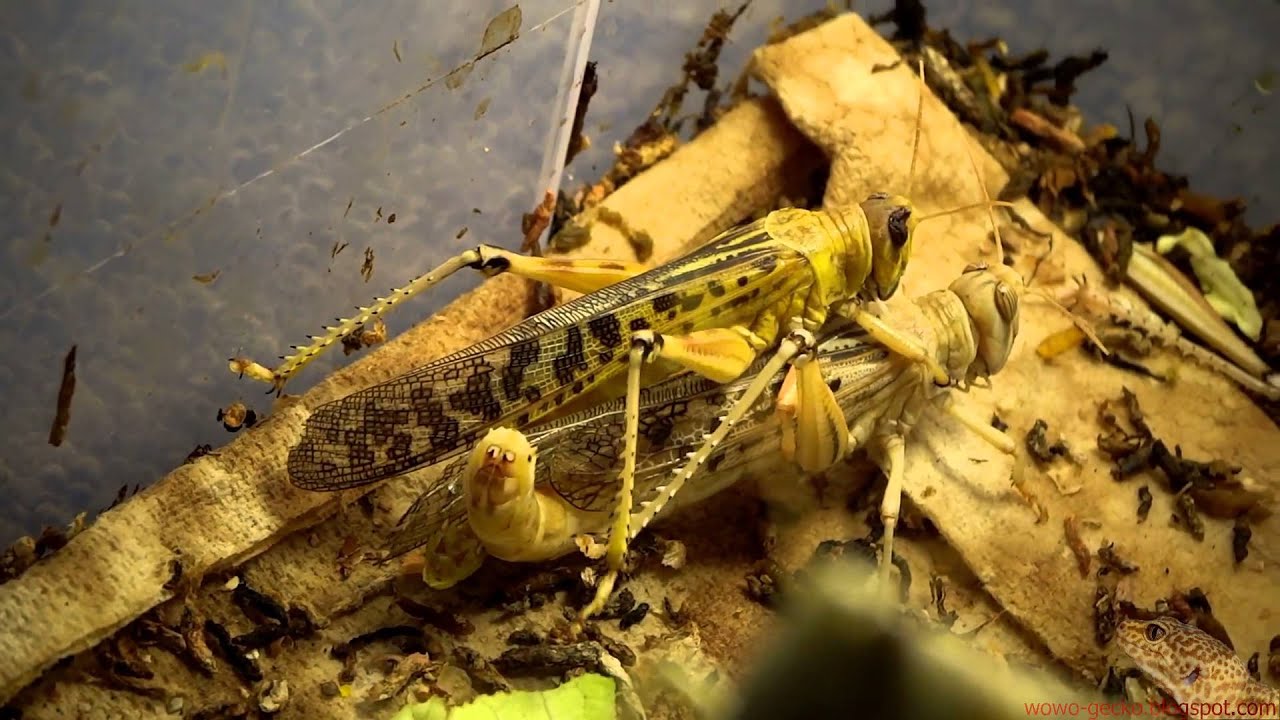 Leopard Gecko : Desert Locust Mating (2014.07.22)