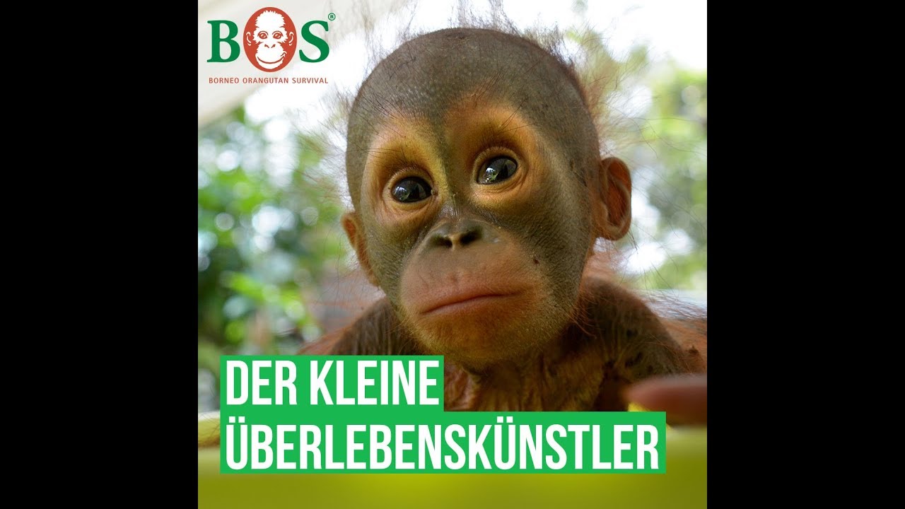 Der freche Valentino | BOS | orangutan.de