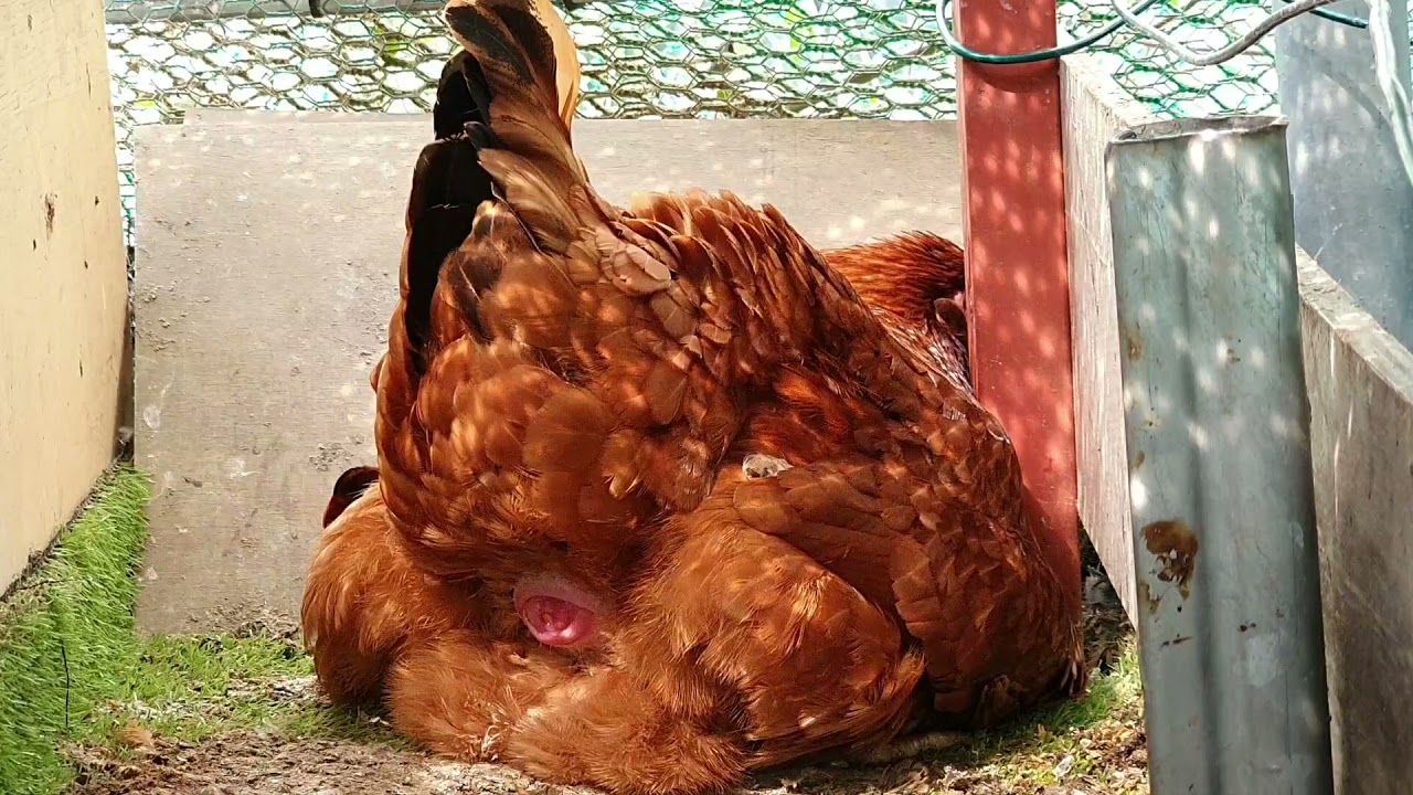 🐓대박 🐓주인닳은 닭 🐣낳는장면🐓