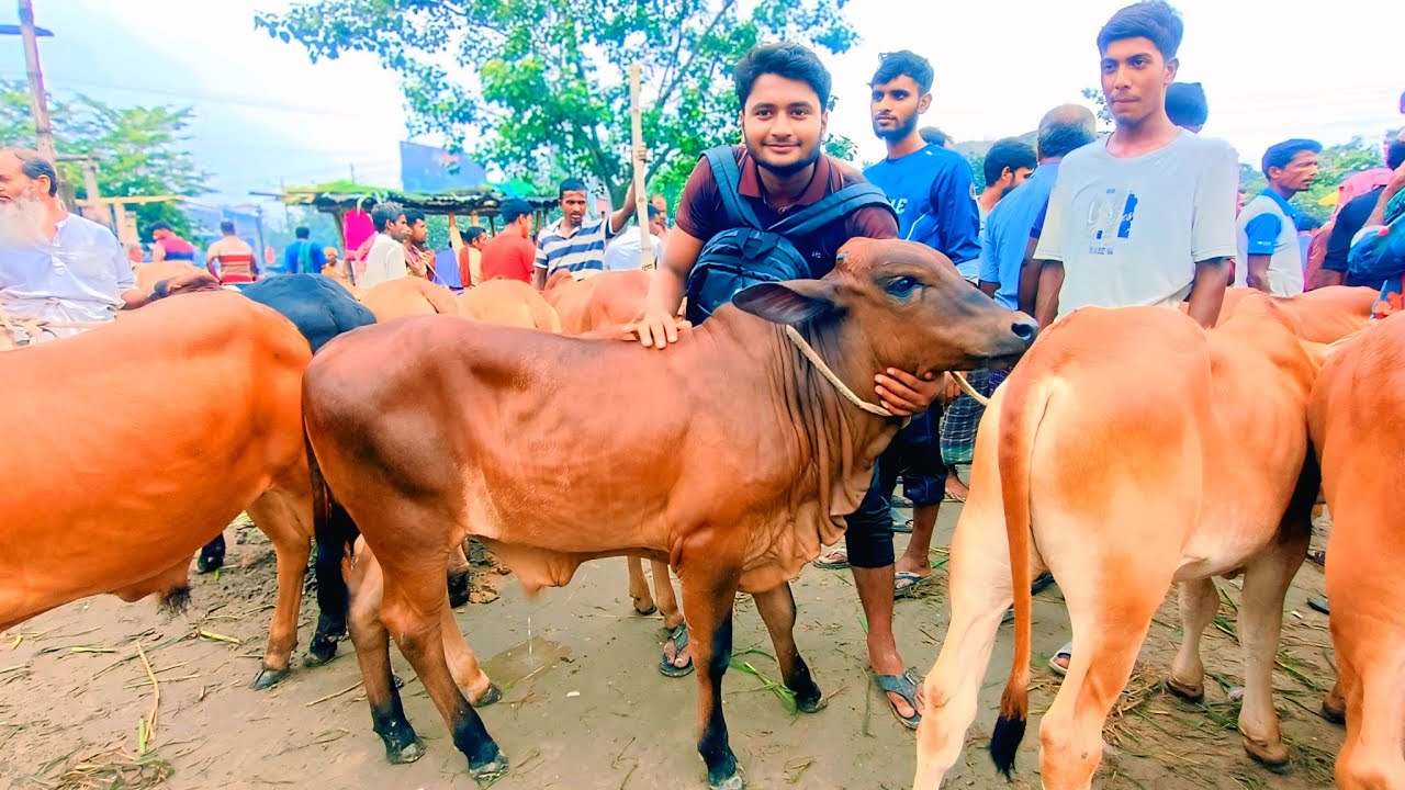 ১৩/০৮/২০২৫/ বর্ডার এলাকা থেকে খামার উপযোগী ষাঁড় বাছুর গরুর দাম দর জানুন #পাঁচবিবি_গরুর_হাট #cow