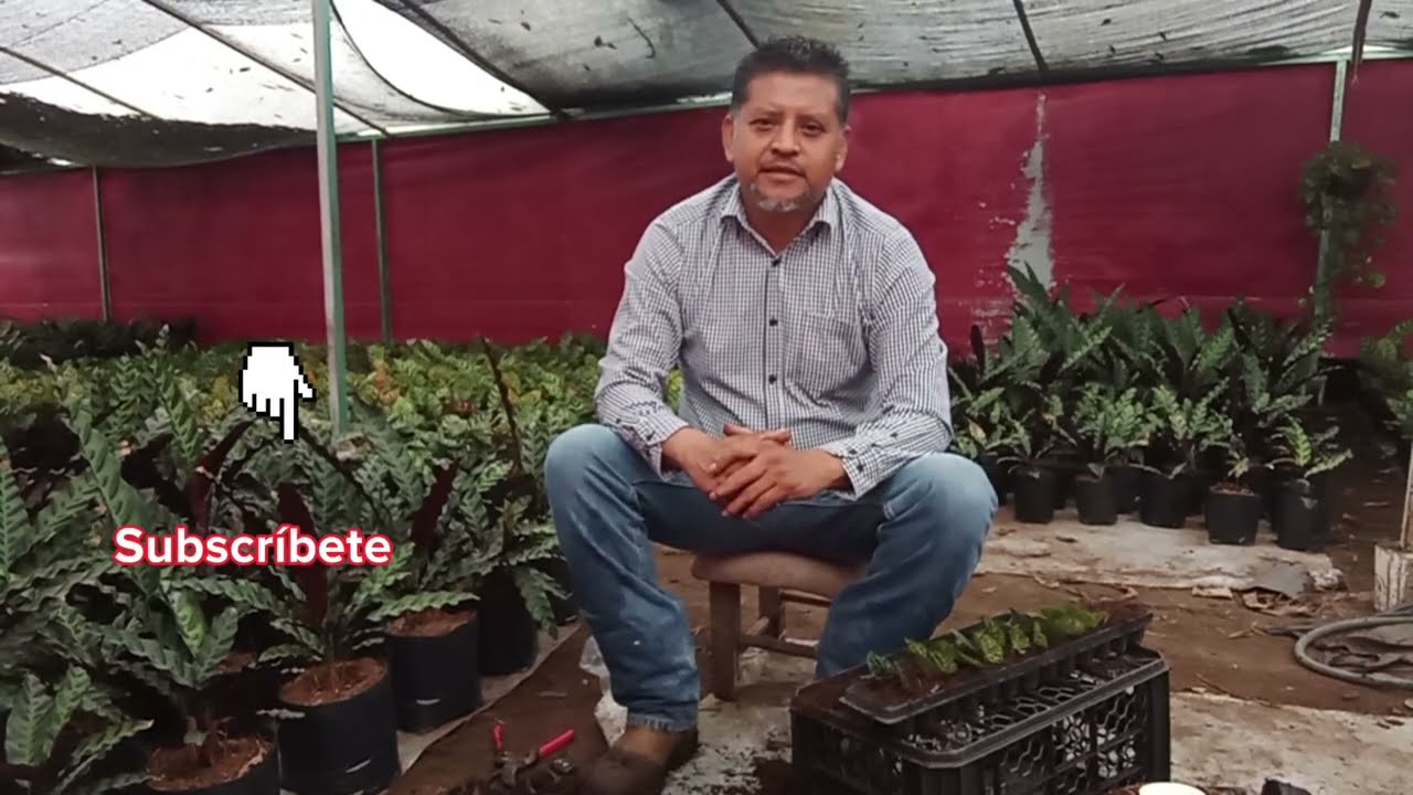 Como reproducir Peperomia Caperata 