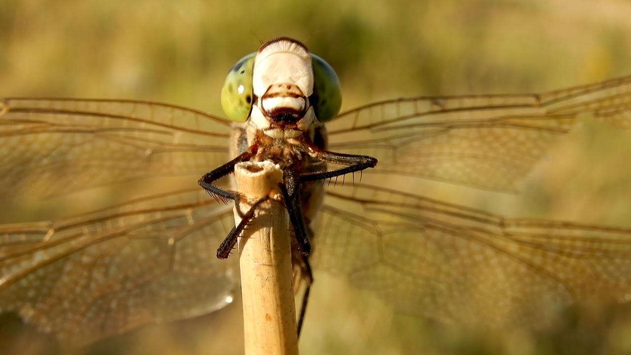 Musca