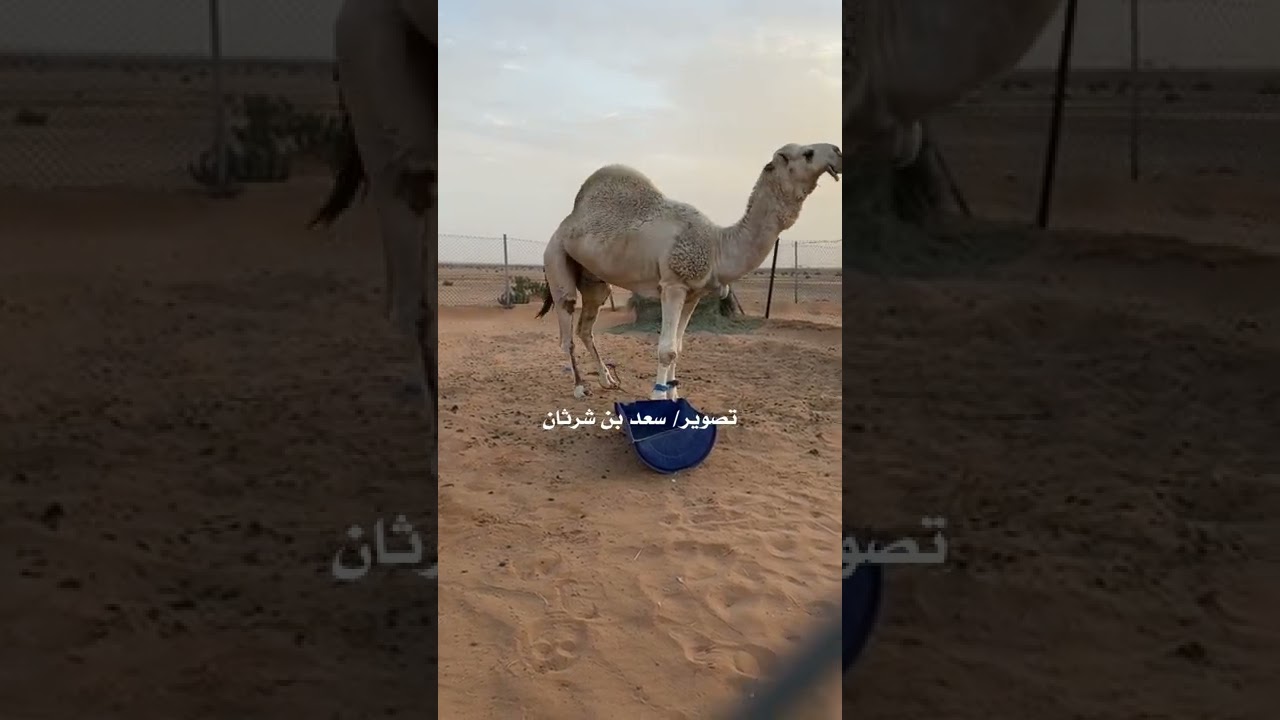فحول الامير سلطان بن محمد الكبير ال سعود - تصوير حصري / سعد بن شرثان - عام ١٤٤٤ هجري