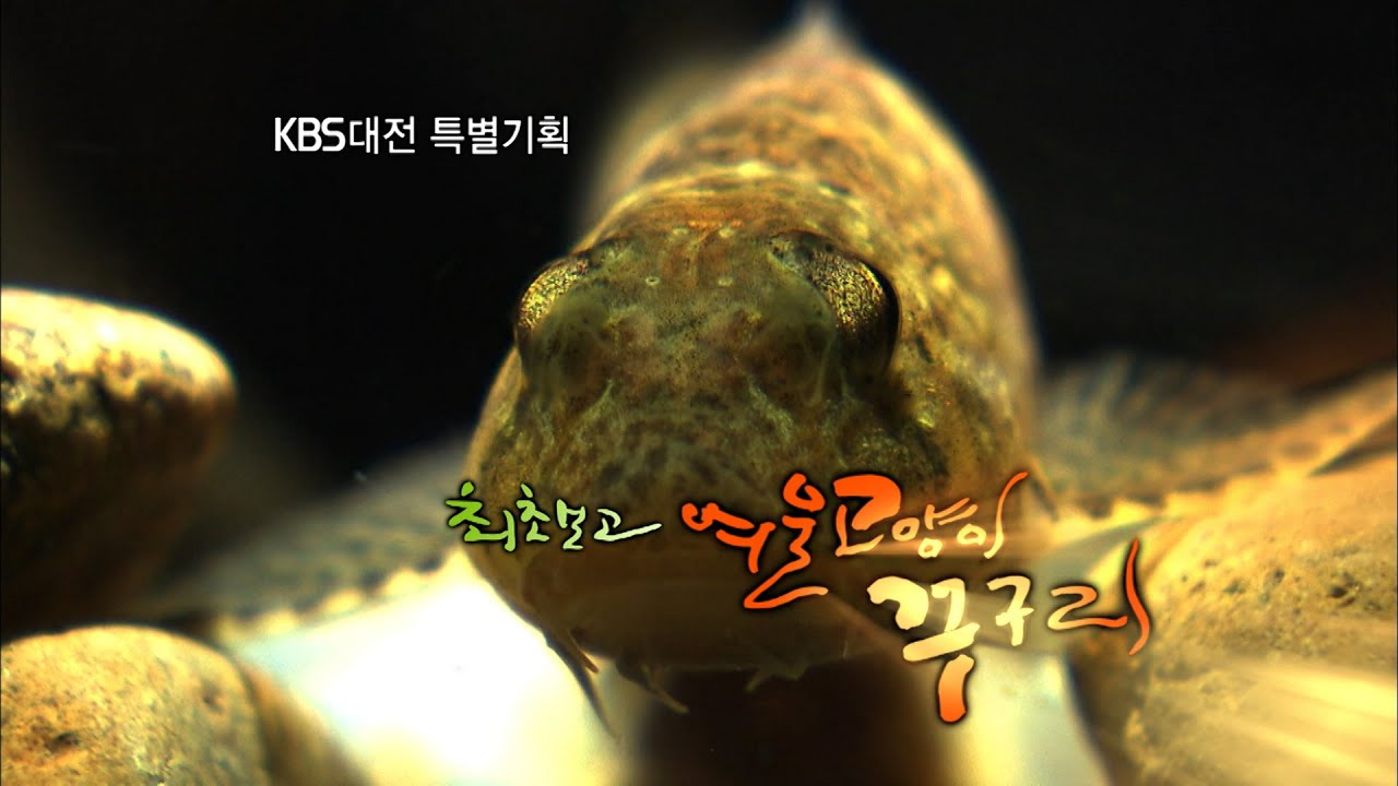 KBS대전 특별기획 '최초보고,여울 고양이 꾸구리' / KBS대전 20110927 방송