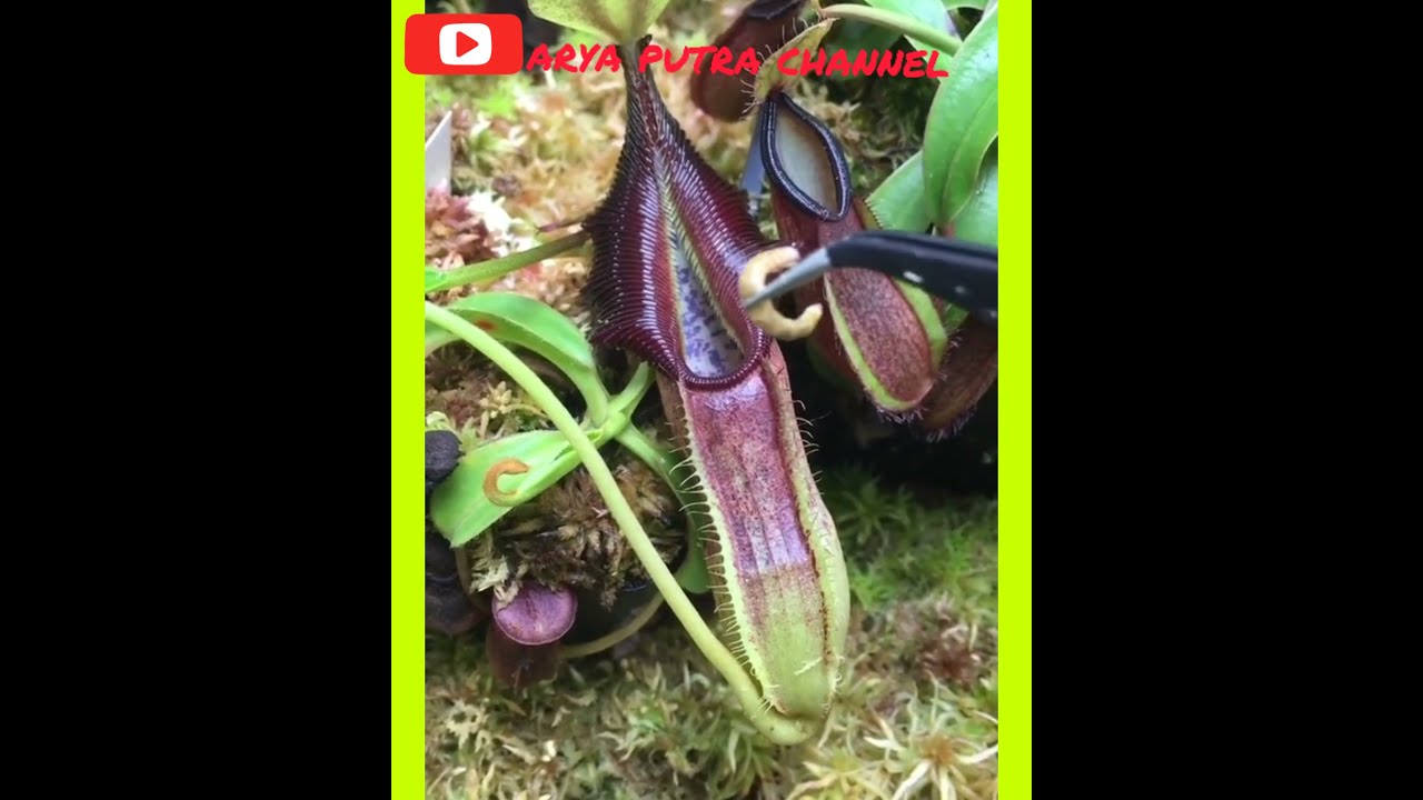Kantong semar,pemakan serangga#shorts