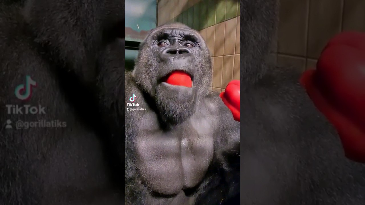 This silverback is enjoying his pepper! #silverback #gorilla #asmr #mukbang #eating #food