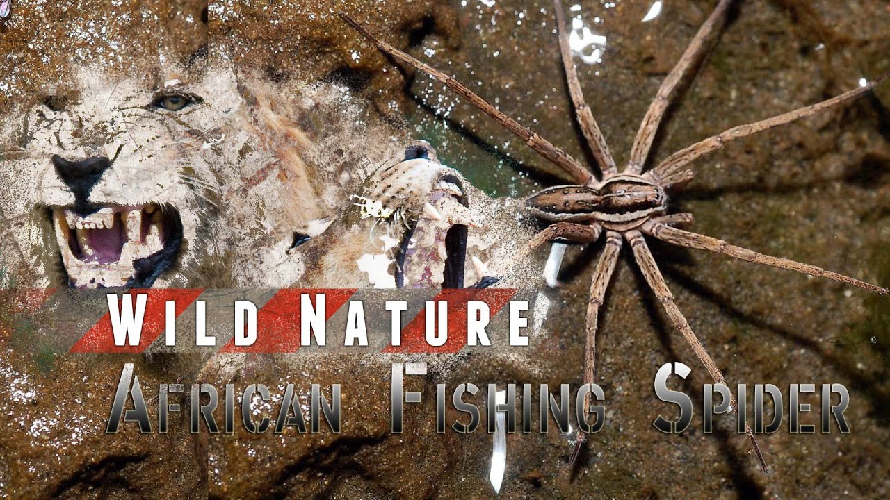 African Fishing Spider | WILD NATURE