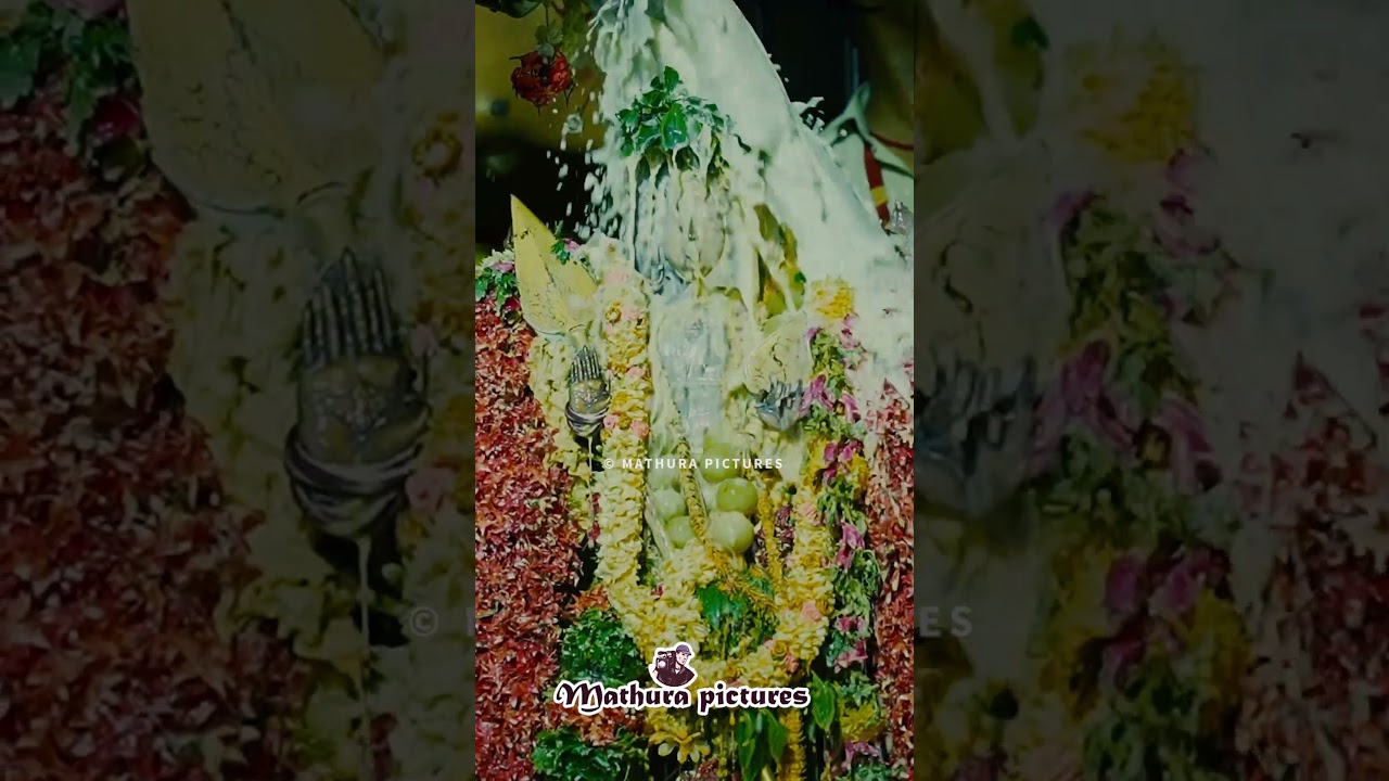 முருகப்பெருமானுக்கு குடம் குடமாக பால் அபிஷேகம் #shortsfeed #shorts #murugan #vaigasivisagam