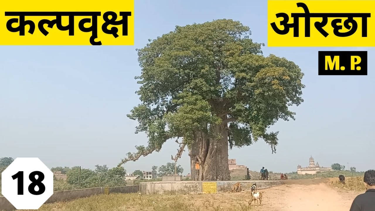 Kalpavriksh Orchha l कल्पवृक्ष l kalpvriksh photo l Which tree is Kalpavriksha? l What is Kalp plant