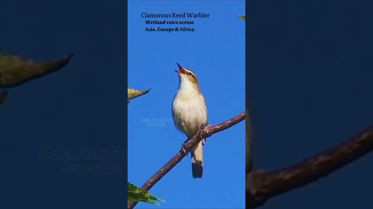 Real Birdsong from Wetlands | Pure Chirping for Relaxation, Focus & Calm Ambience