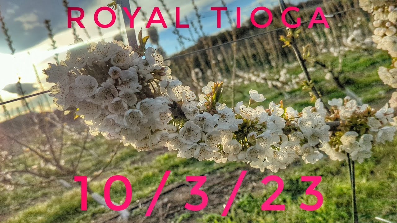 Royal Tioga Cherry Variety.In the flowering stage.10/3/23