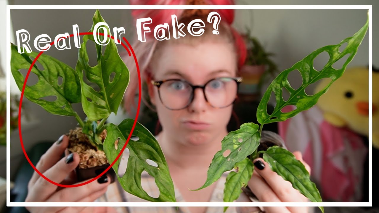 Rare 6 Mystery Houseplant Unboxing - Monstera Obliqua?