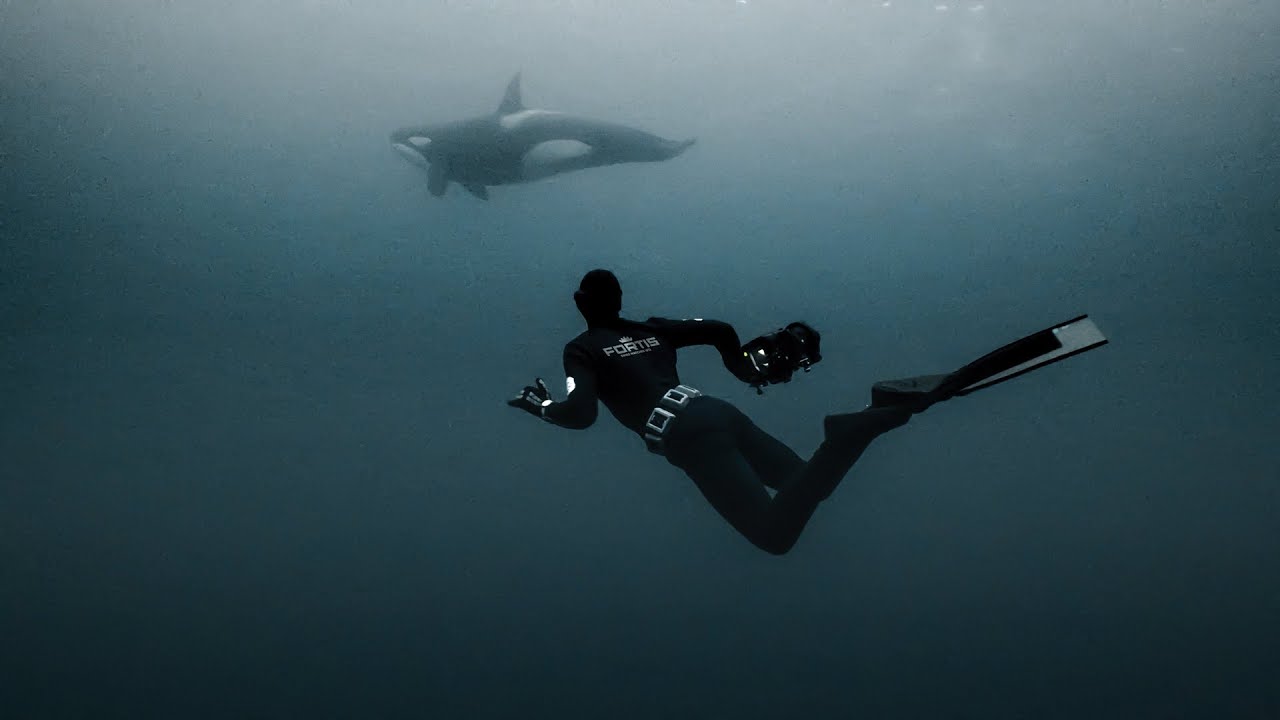 Ocean Collective x Fortis: A Dive into the Heart of Marine Conservation
